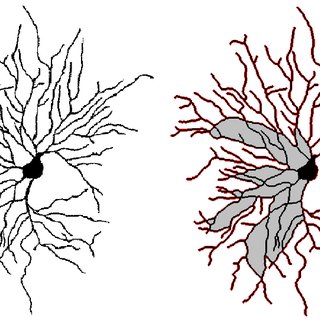 320x320 A Example Of D Neuron Image Considered In This Work