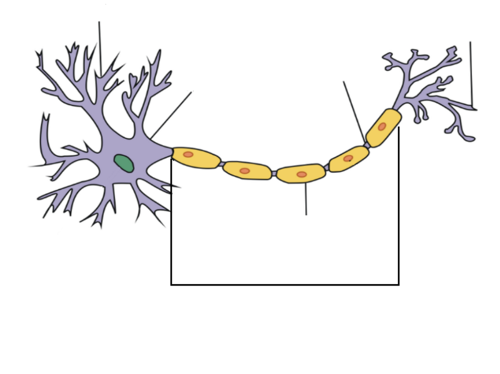 1024x766 bio midterm neuron diagram quizlet