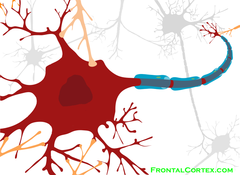 819x596 Drawing Of A Neuron