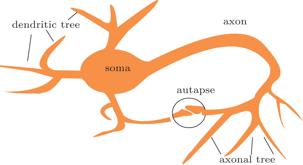 1002x547 firing dynamics of an autaptic neuron