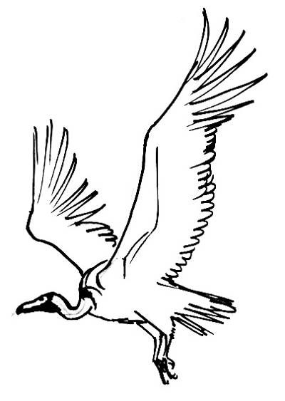 400x563 Flying Vulture Picture Art In Drawings, Vulture, Animal