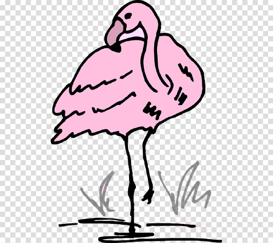900x800 Drawing, Flamingo, Cartoon, Transparent Png Image Clipart Free