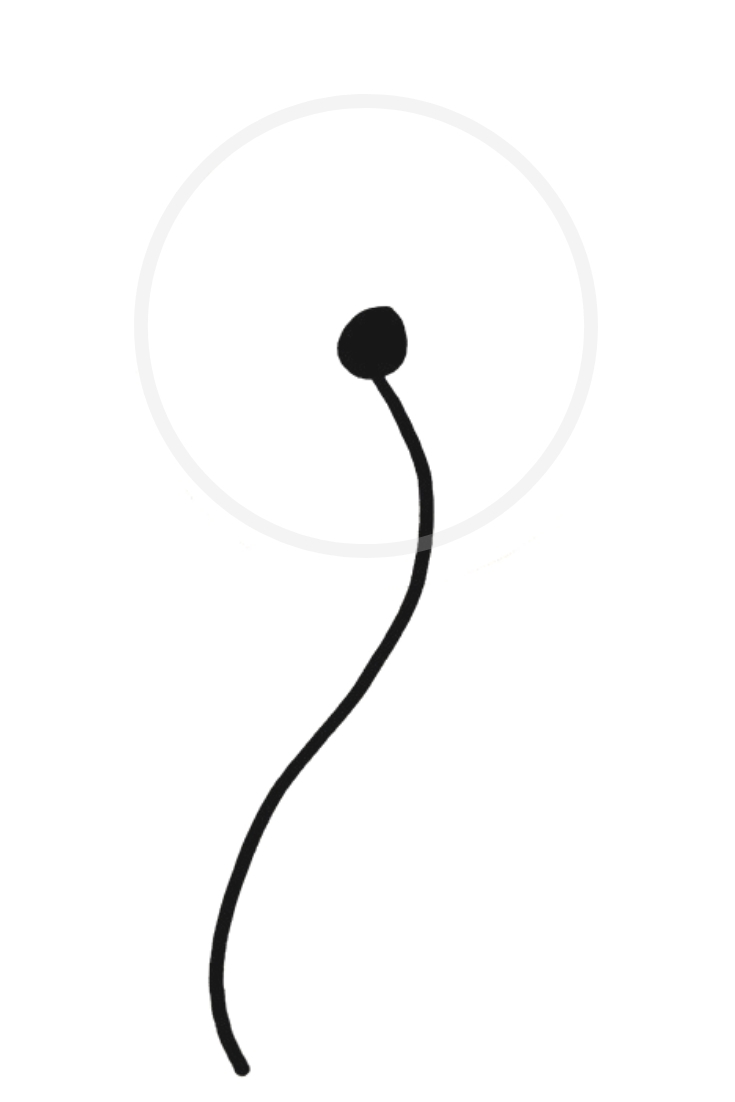 735x1102 How To Draw A Dandelion Easy Dandelion Drawing Step