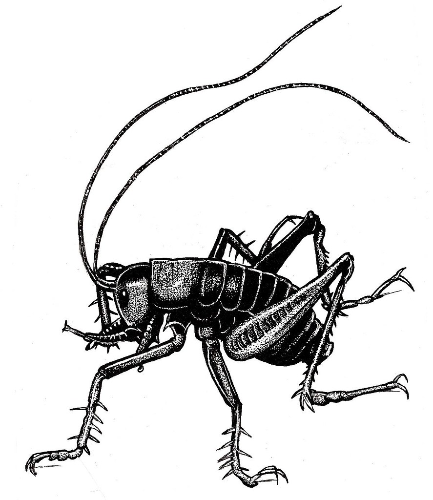 887x1024 Tusked Weta Picture Pen And Ink Drawing Of A New Zealand
