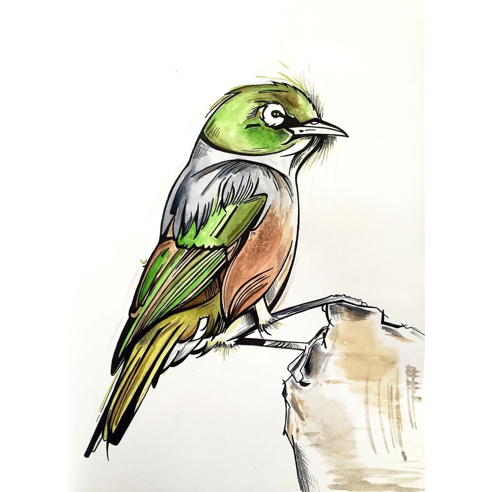 1600x1600 Bird From New Zealand Drawing Birds, Animals