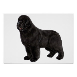307x307 newfoundland dog drawing gifts on zazzle ca