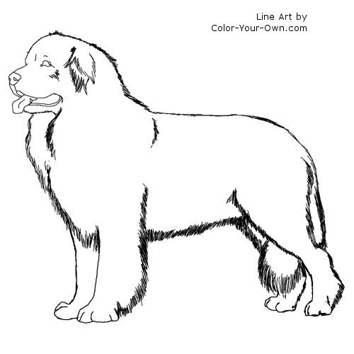 500x500 newfoundland dog line art dog patterns dog coloring