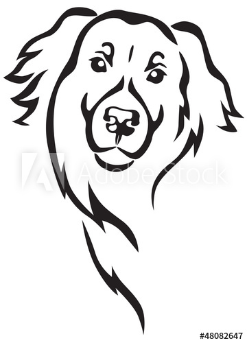 360x500 newfoundland dog head