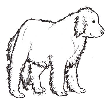 369x350 Newfoundlands Explore Newfoundlands