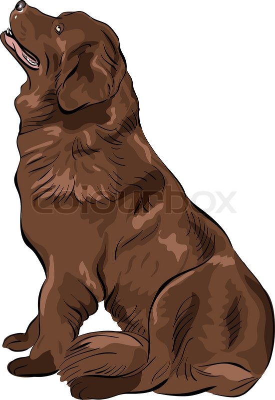 551x800 color sketch of the dog newfoundland stock vector colourbox