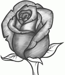 260x302 How To Sketch A Rose