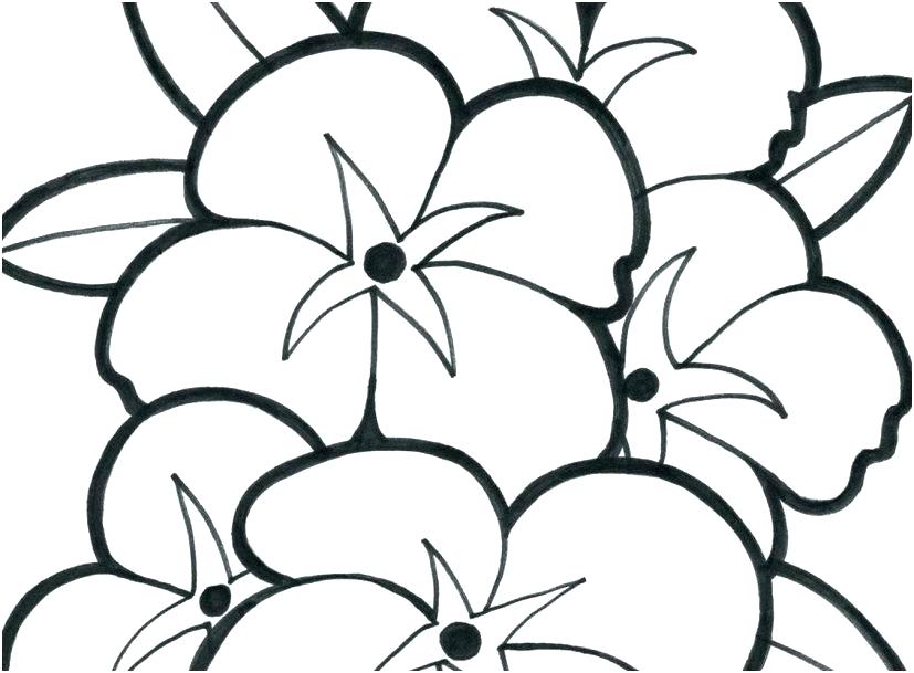 827x609 pretty flowers drawings draw flowers dogwood flowers nice flower