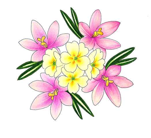 524x480 Flower Drawings Codewolf