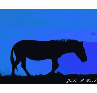 334x320 Zebra Shadow In Blue Night Sky