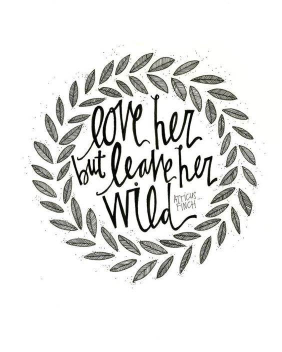 564x704 Mockingbird Drawing Free Download