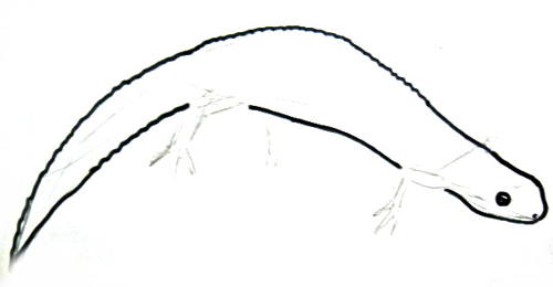 500x260 how to draw a newt