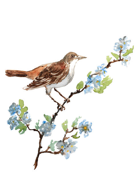 490x612 Collection Of Free Birred Clipart Nightingale Download On Ui Ex
