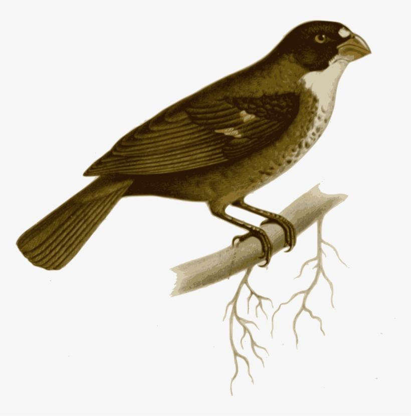 820x830 Common Nightingale Bird Drawing Download Maya