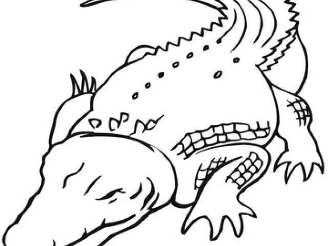 640x480 Drawn Crocodile Nile Crocodile