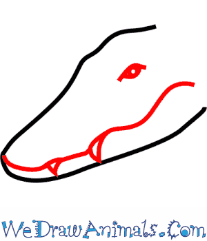 300x350 How To Draw A Nile Crocodile