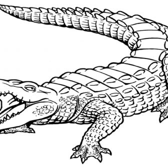 336x336 Realistic Crocodile Coloring Pages Lyle Cute Cartoon Peter Pan