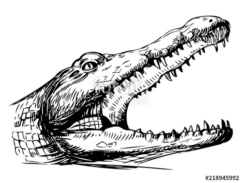 500x377 Sketch Of Crocodile Hand Drawn Illustration Converted To Vector