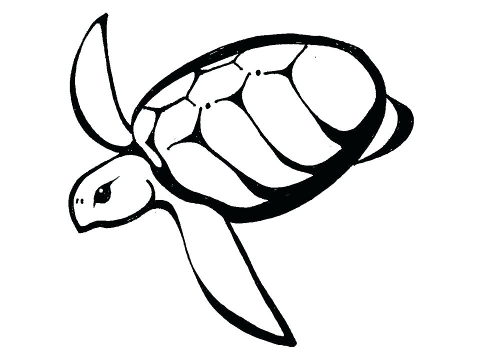 960x720 Easy To Draw Turtles Draw So Cute Easy Turtle Drawing Python
