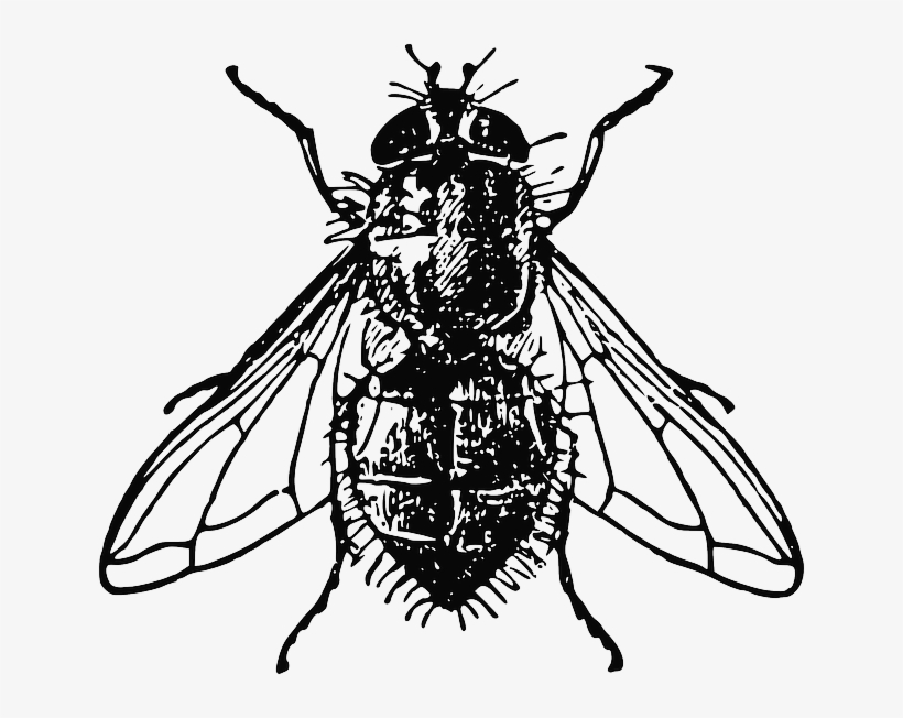 820x652 Animals, House, Black, Drawing, White, Cartoon, Bugs