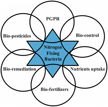 369x364 interactions use of nitrogen fixing bacteria