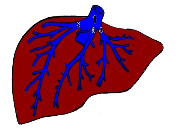 644x455 Schematic Drawing Of The Liver Veins There Are No Other