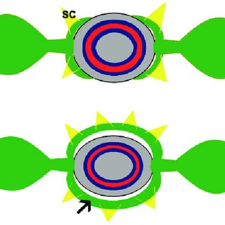 320x320 Drawing Of Nodal Morphology In Apocynaceae