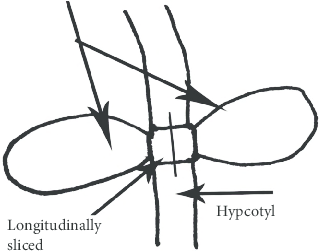 319x251 schematic drawing of a longitudinally sliced cotyledon node