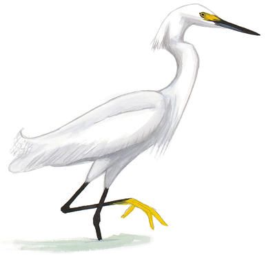 386x379 great egret birds birds, bird drawings, bird guides