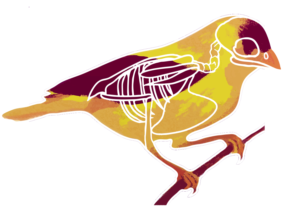 1184x888 Collection Of Free Parakeet Drawing Carolina Download On Ui Ex