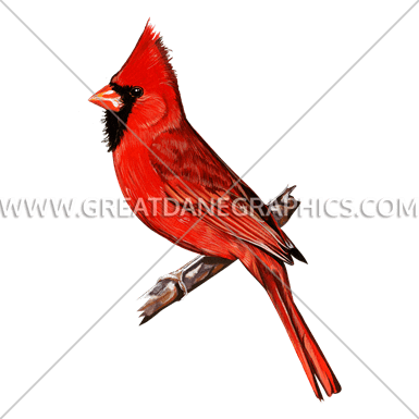385x385 Collection Of Free Cardinal Drawing Detailed Download On Ui Ex