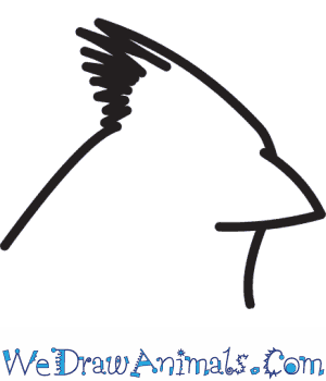 300x350 How To Draw A Northern Cardinal