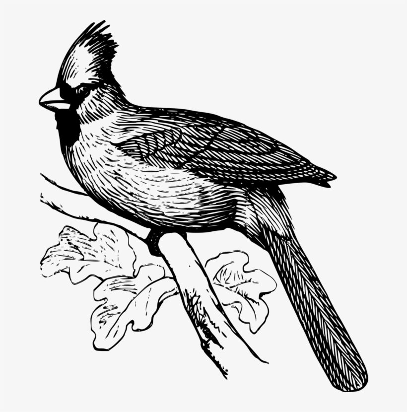 820x830 Line Art Drawing Northern Cardinal St