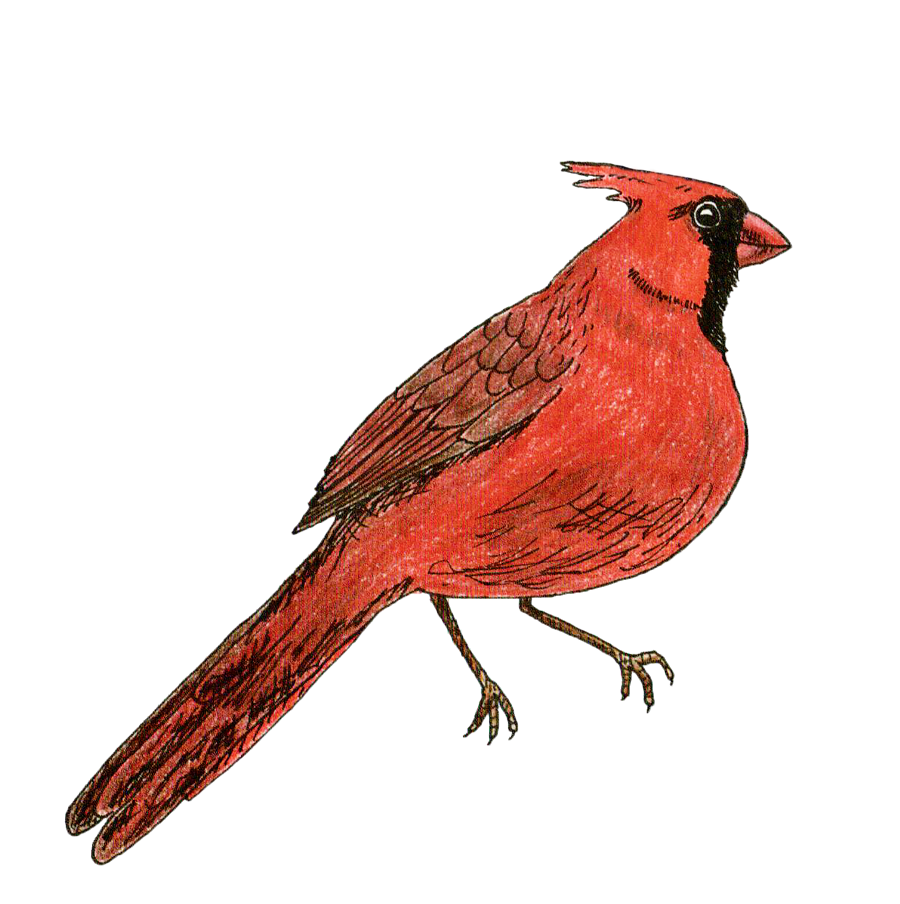 1803x1811 New Birds In New England Headwaters Magazine