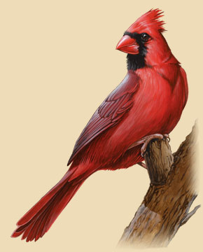 290x360 Northern Cardinal Facts, Information, Photos, And Artwork