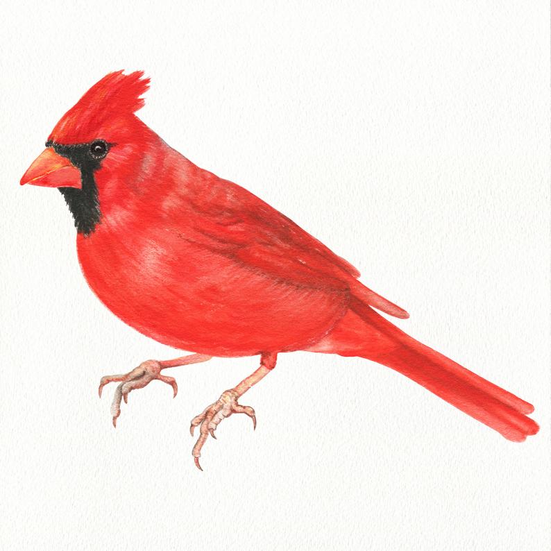 794x794 Northern Cardinal Watercolor Clipart Winter Birds Realistic Etsy