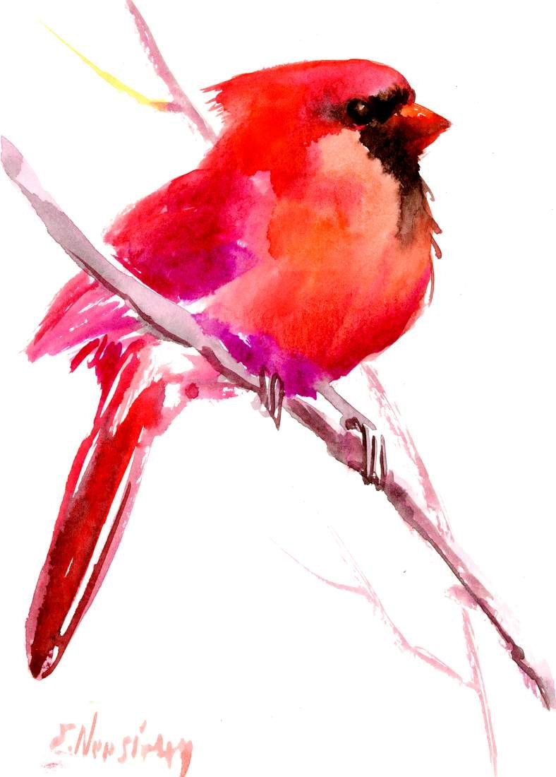 788x1100 Northern Cardinal Bird X Watercolor Birds Cardinal