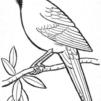 336x336 Red Cardinal Drawing Northern Step