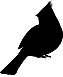 260x320 Bird, Feather, Transparent Png Image Clipart Free Download