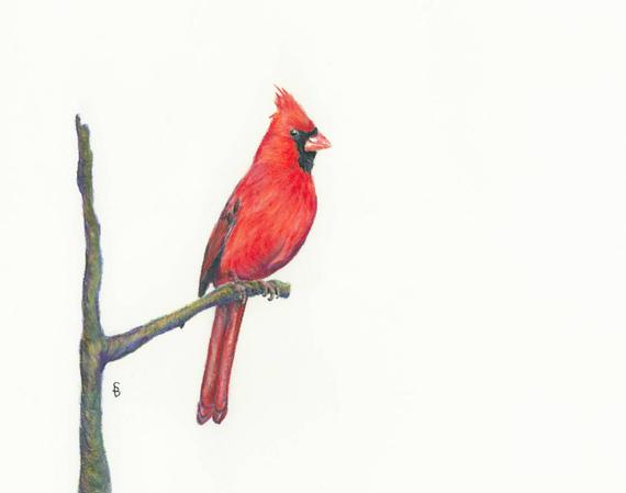 570x449 Bird Print Nature Art Outdoor Print Northern Cardinal Etsy