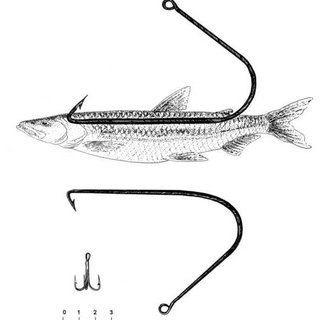320x320 Hooking Locations And Occurrence Of Bleeding Of Northern Pike