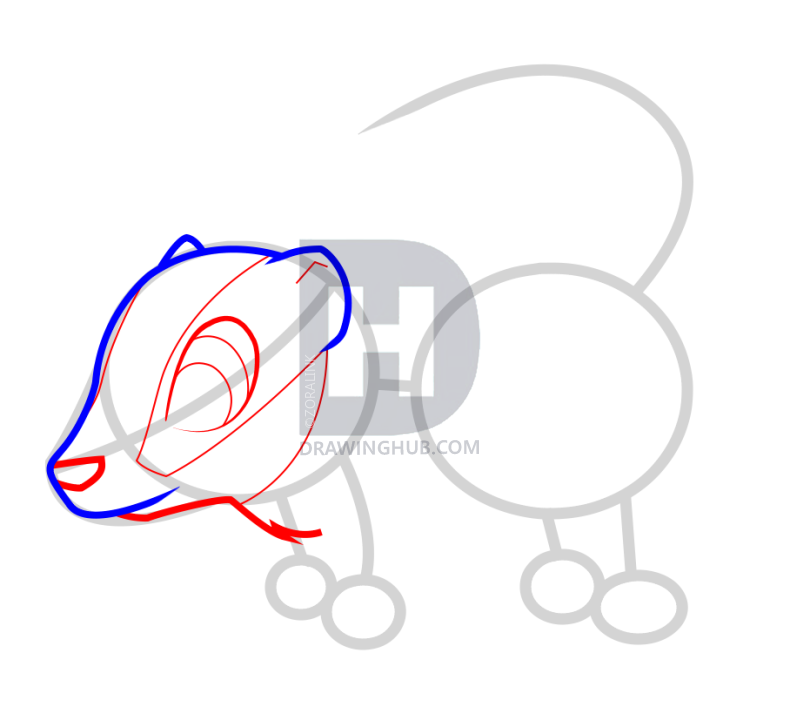 790x720 How To Draw A Badger For Kids, Step
