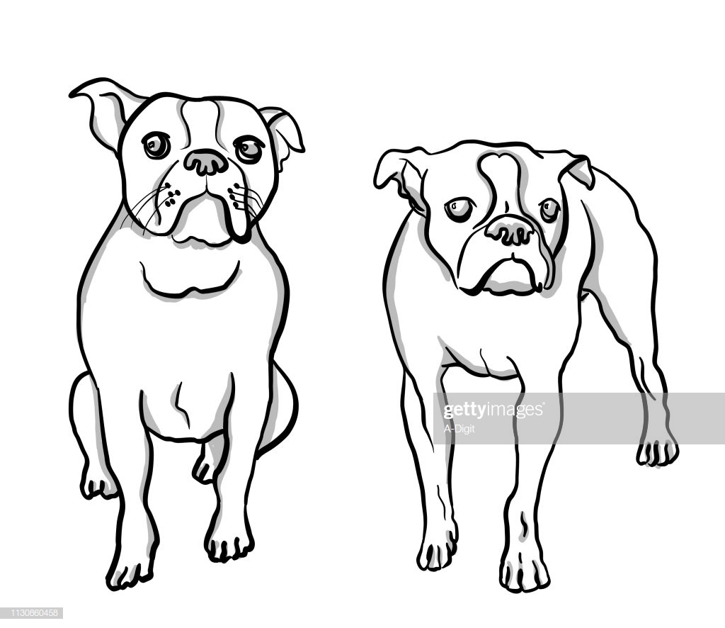 1024x886 Boston Terrier Pencil Drawing Line Realistic Cute Cartoon Head