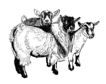 340x270 huge collection of 'pygmy goat drawing' download more than