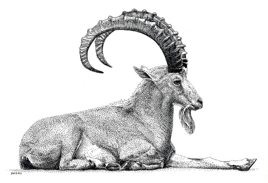 900x615 Ibex Drawing Images Free Download