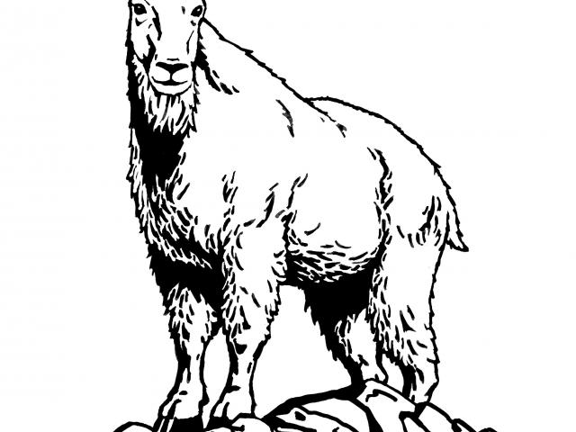 640x480 Mountain Goat Clipart